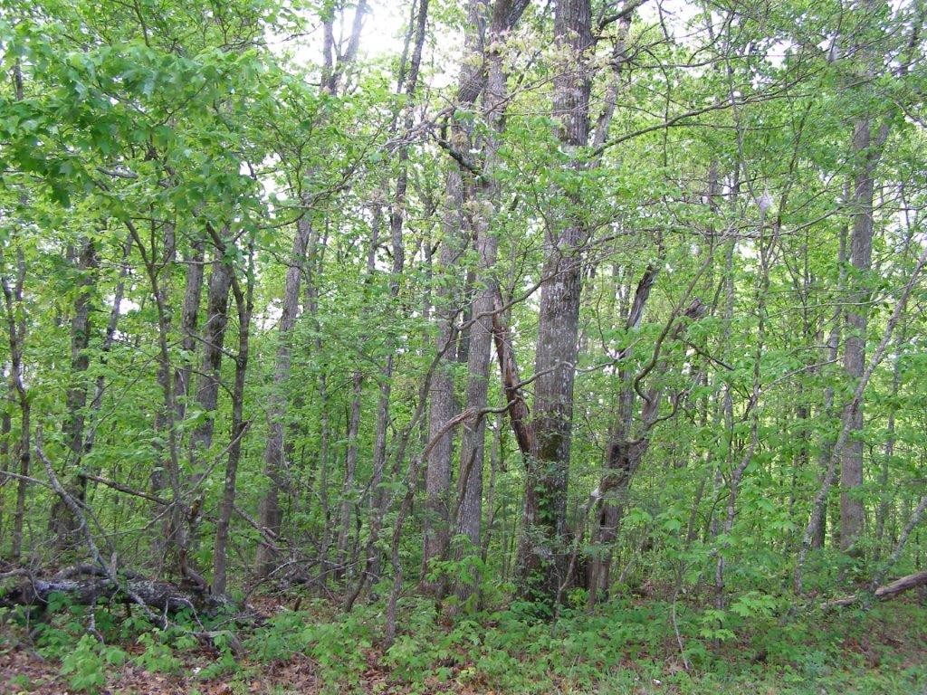 1438 Milo Webb Road Crossville, TN 38572 - Photo 5 of 9 Gallery Image 5