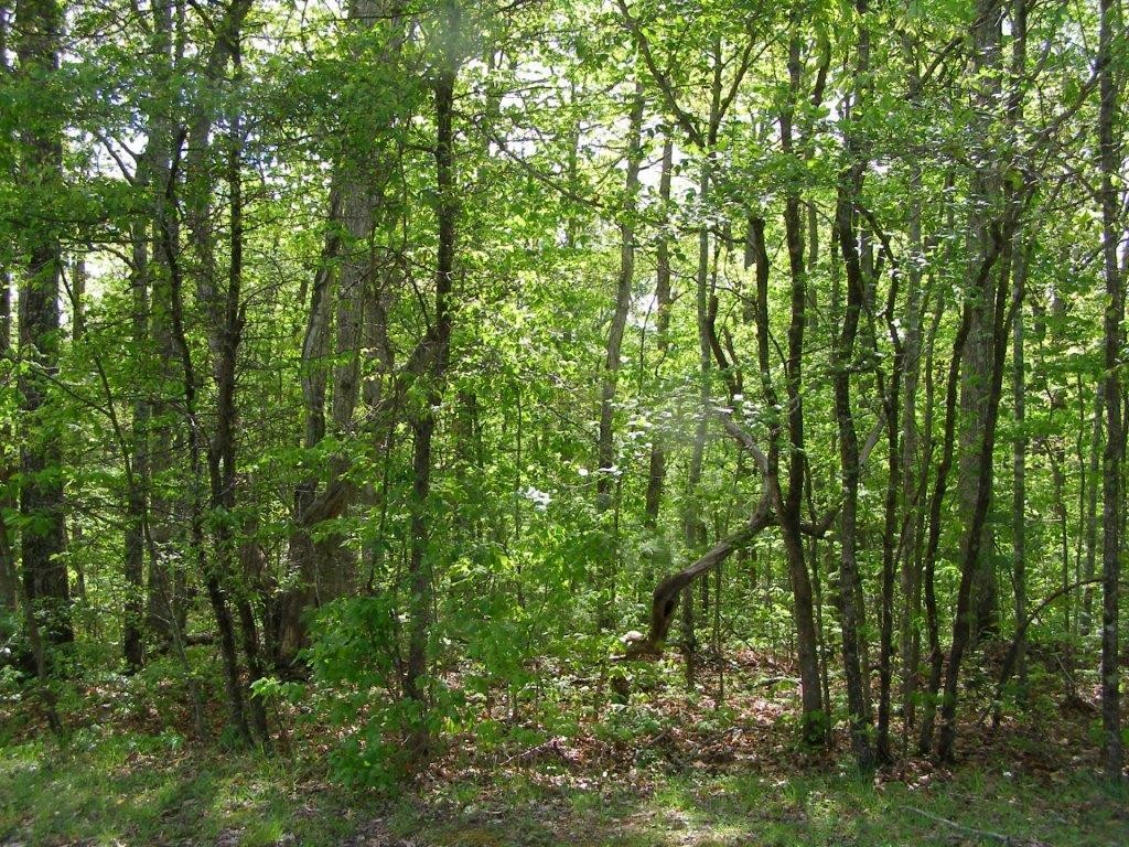 1438 Milo Webb Road Crossville, TN 38572 - Photo 7 of 9 Gallery Image 7