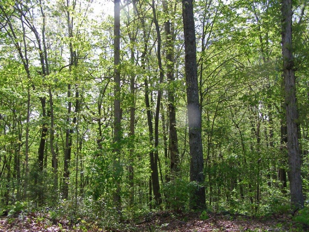 1438 Milo Webb Road Crossville, TN 38572 - Photo 8 of 9 Gallery Image 8