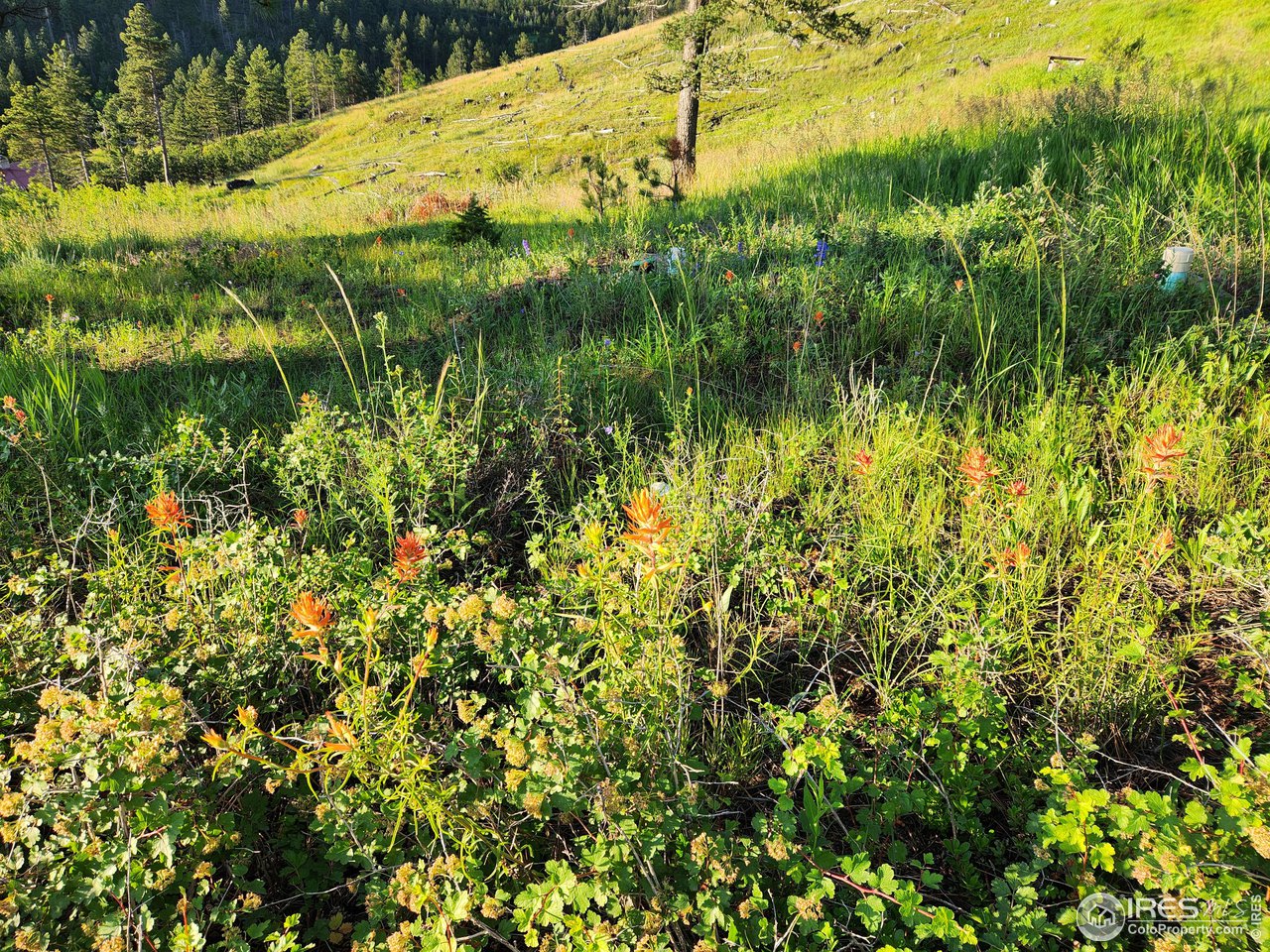 13000 Rist Canyon Road Bellvue, CO 80512 - Photo 7 of 21