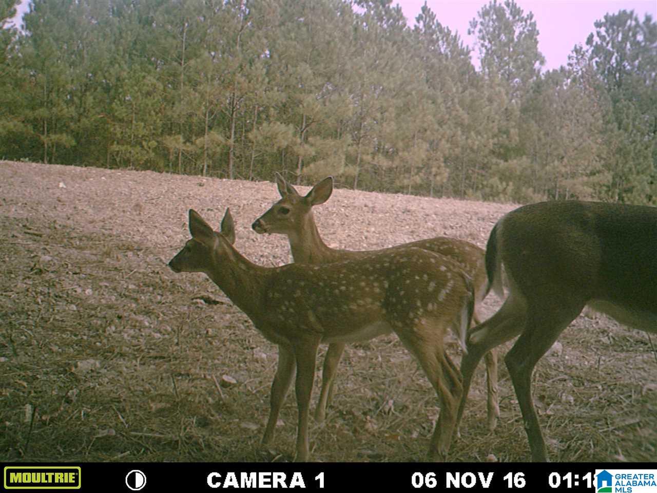 0 Carnes Chapel Road, Unit 113 Gallant, AL 35972 - Photo 12 of 32