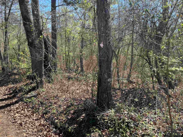 a view of a forest with trees