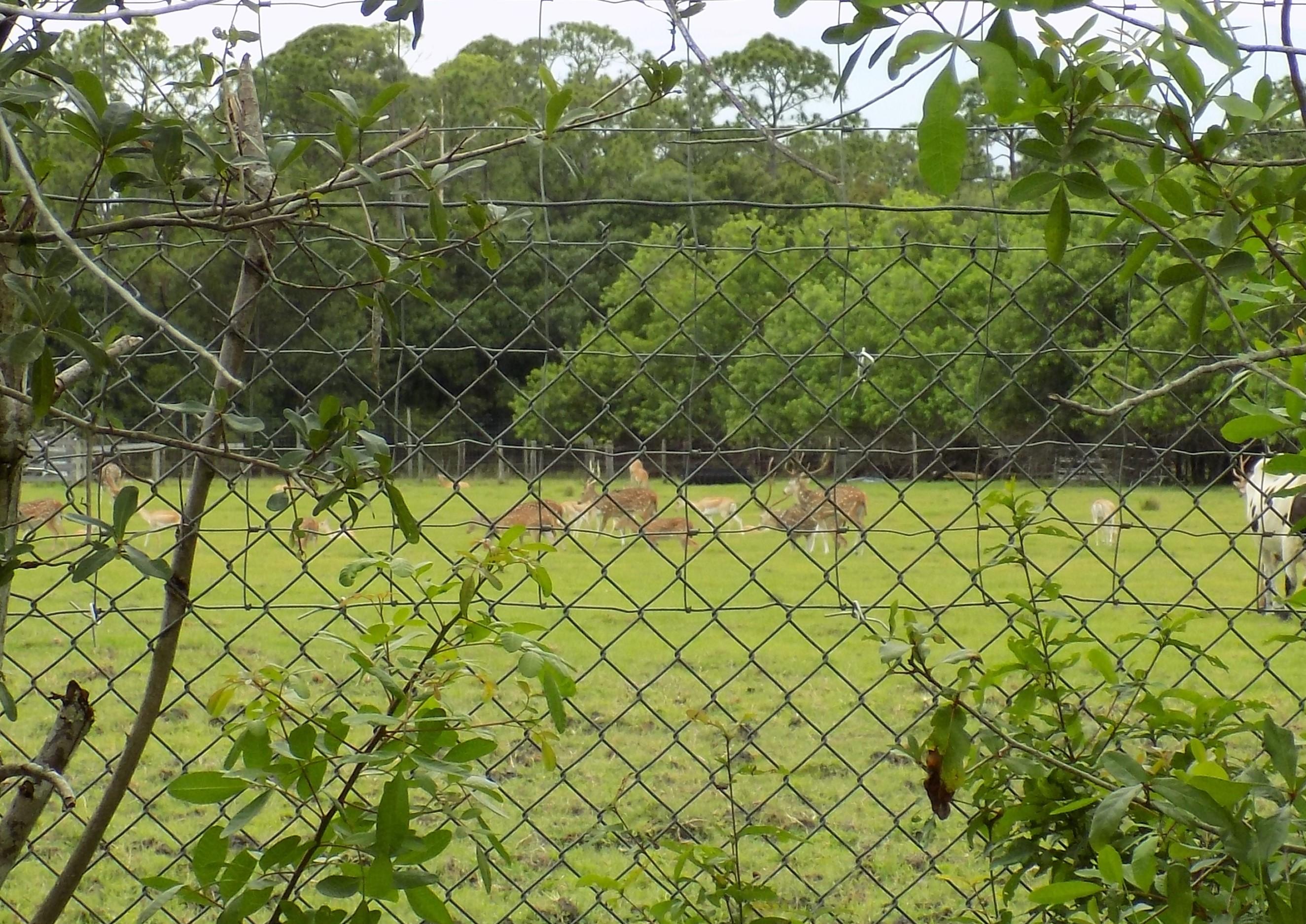 2790 Gentile Road Fort Pierce, FL 34945 - Photo 52 of 52 Animal Preserve Accross Street