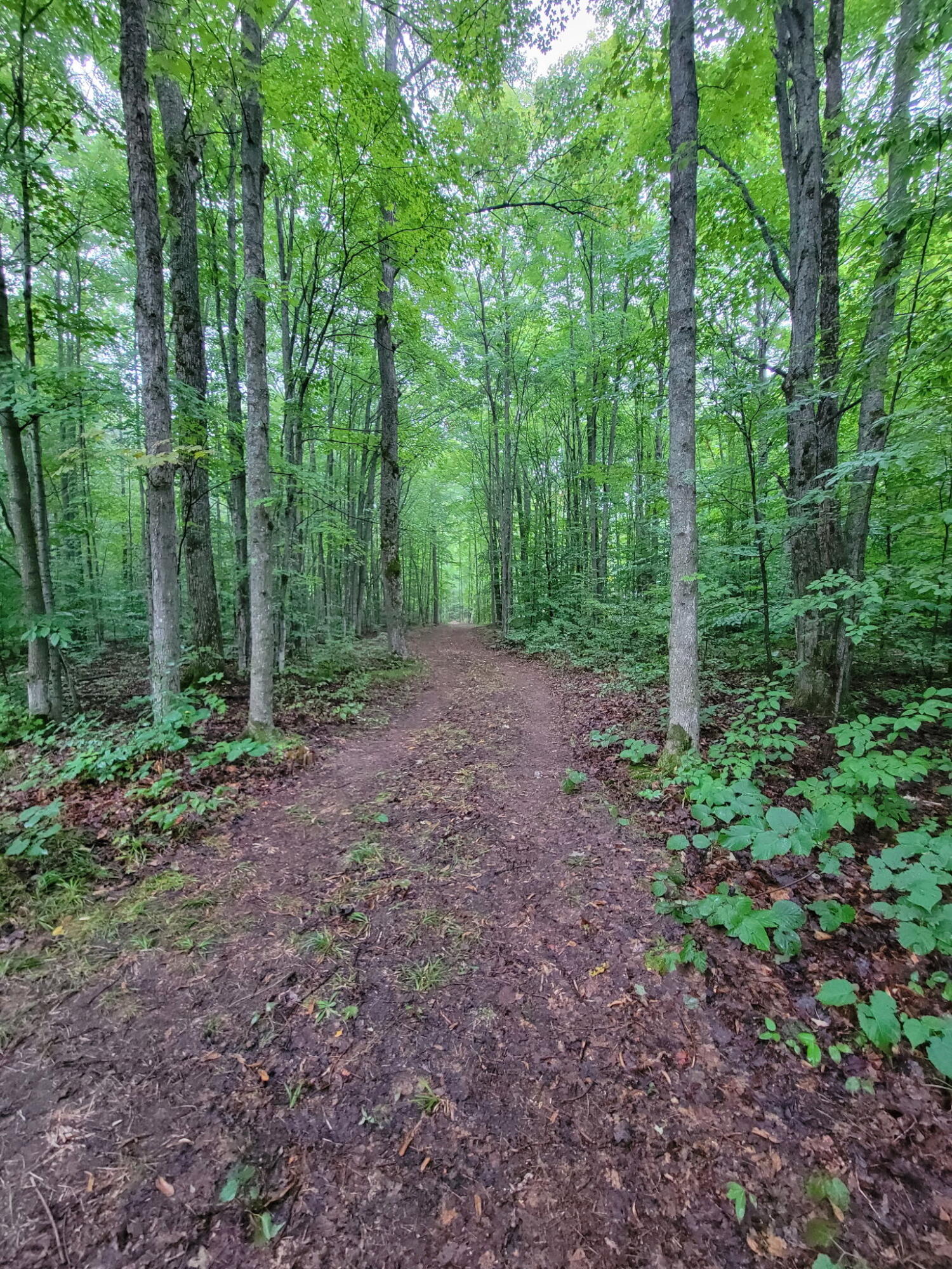 5-acres North Valley Road Frederic, MI 49733 - Photo 4 of 13 Trails