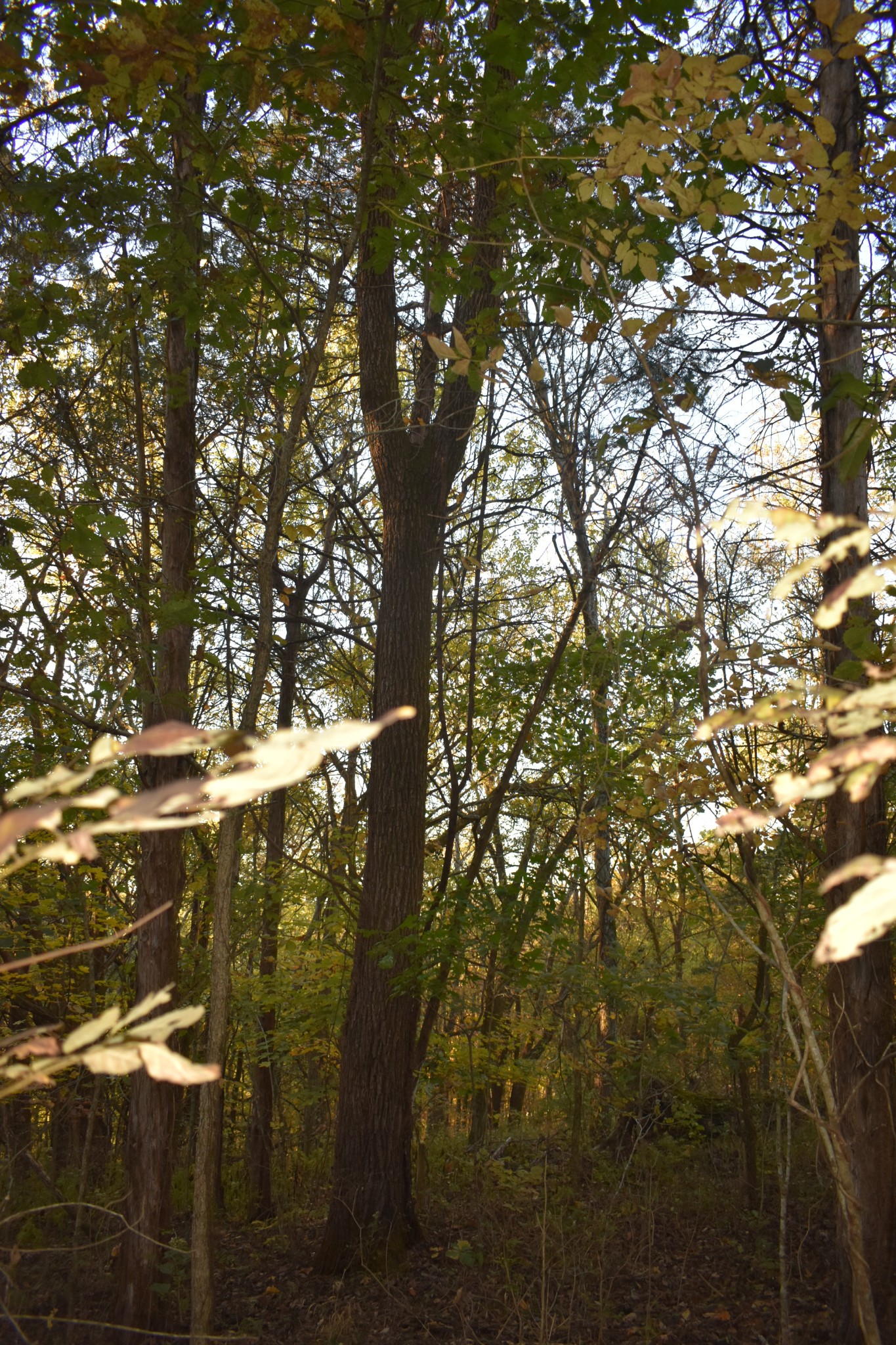 159 Dyer Branch Road Gordonsville, TN 38563 - Photo 11 of 38
