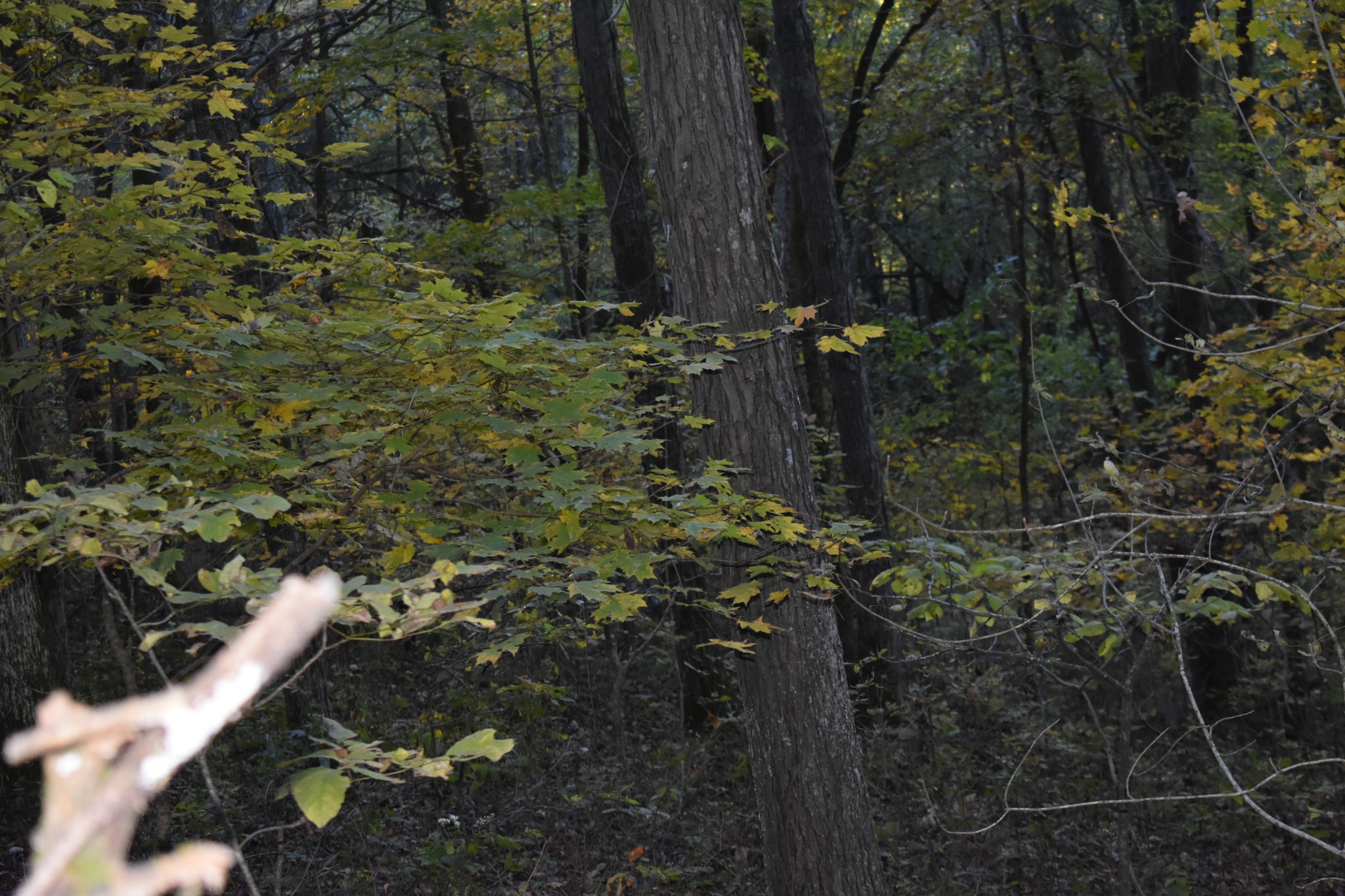 159 Dyer Branch Road Gordonsville, TN 38563 - Photo 12 of 38