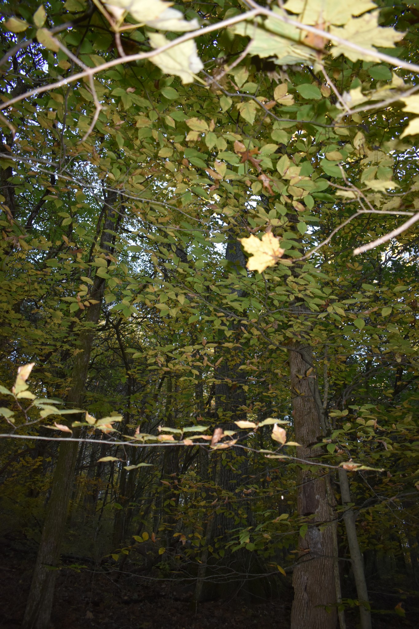 159 Dyer Branch Road Gordonsville, TN 38563 - Photo 13 of 38