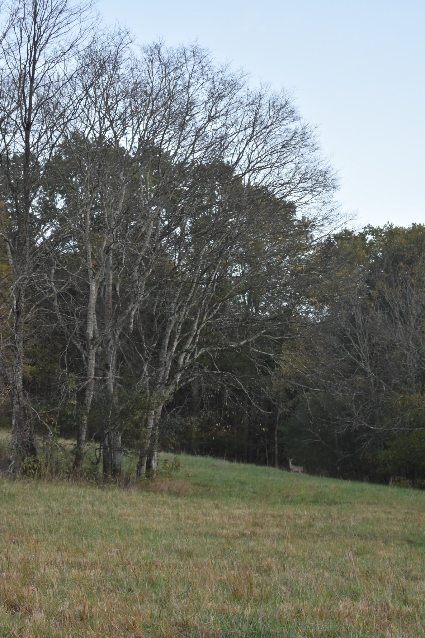 159 Dyer Branch Road Gordonsville, TN 38563 - Photo 19 of 38