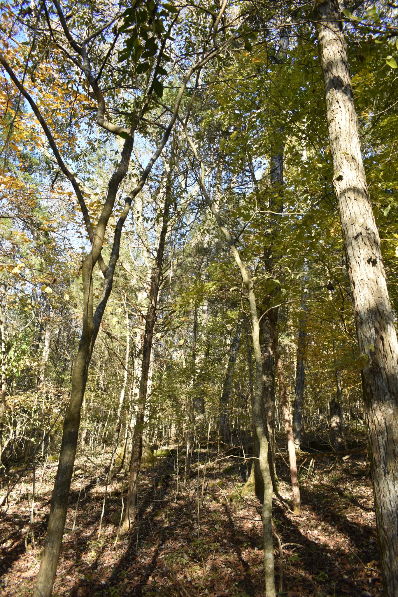 159 Dyer Branch Road Gordonsville, TN 38563 - Photo 5 of 38