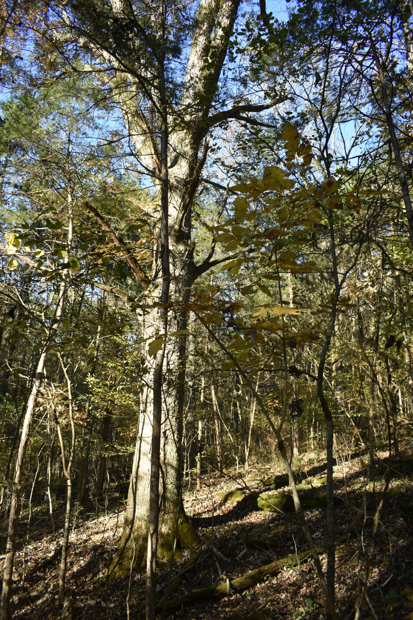 159 Dyer Branch Road Gordonsville, TN 38563 - Photo 6 of 38