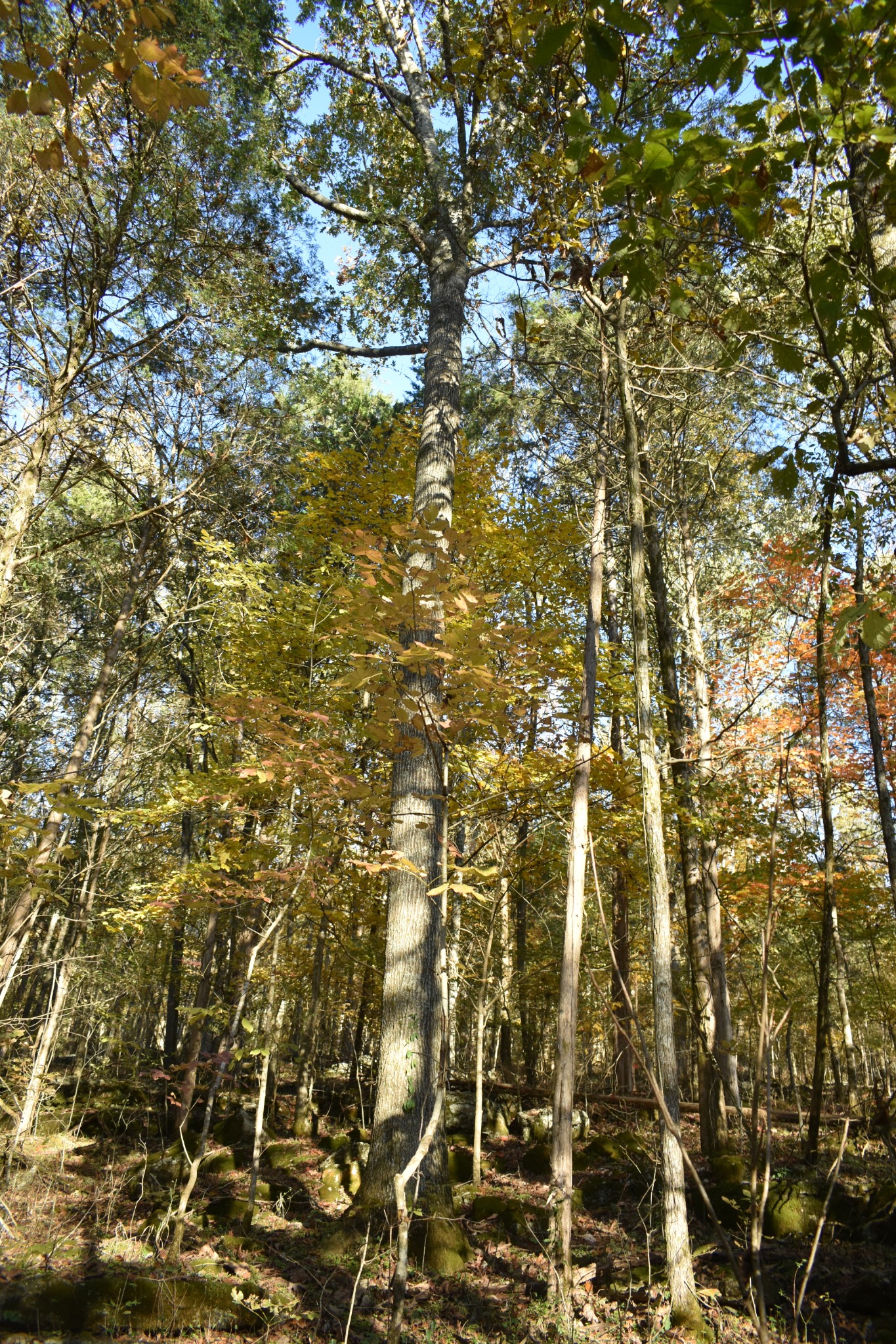 159 Dyer Branch Road Gordonsville, TN 38563 - Photo 7 of 38