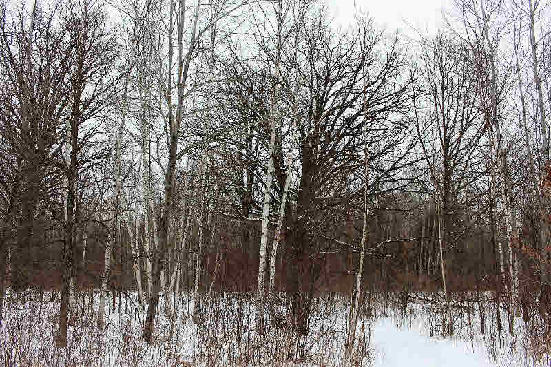 1731 Wieman Road Beaverton, MI 48612 - Photo 22 of 48