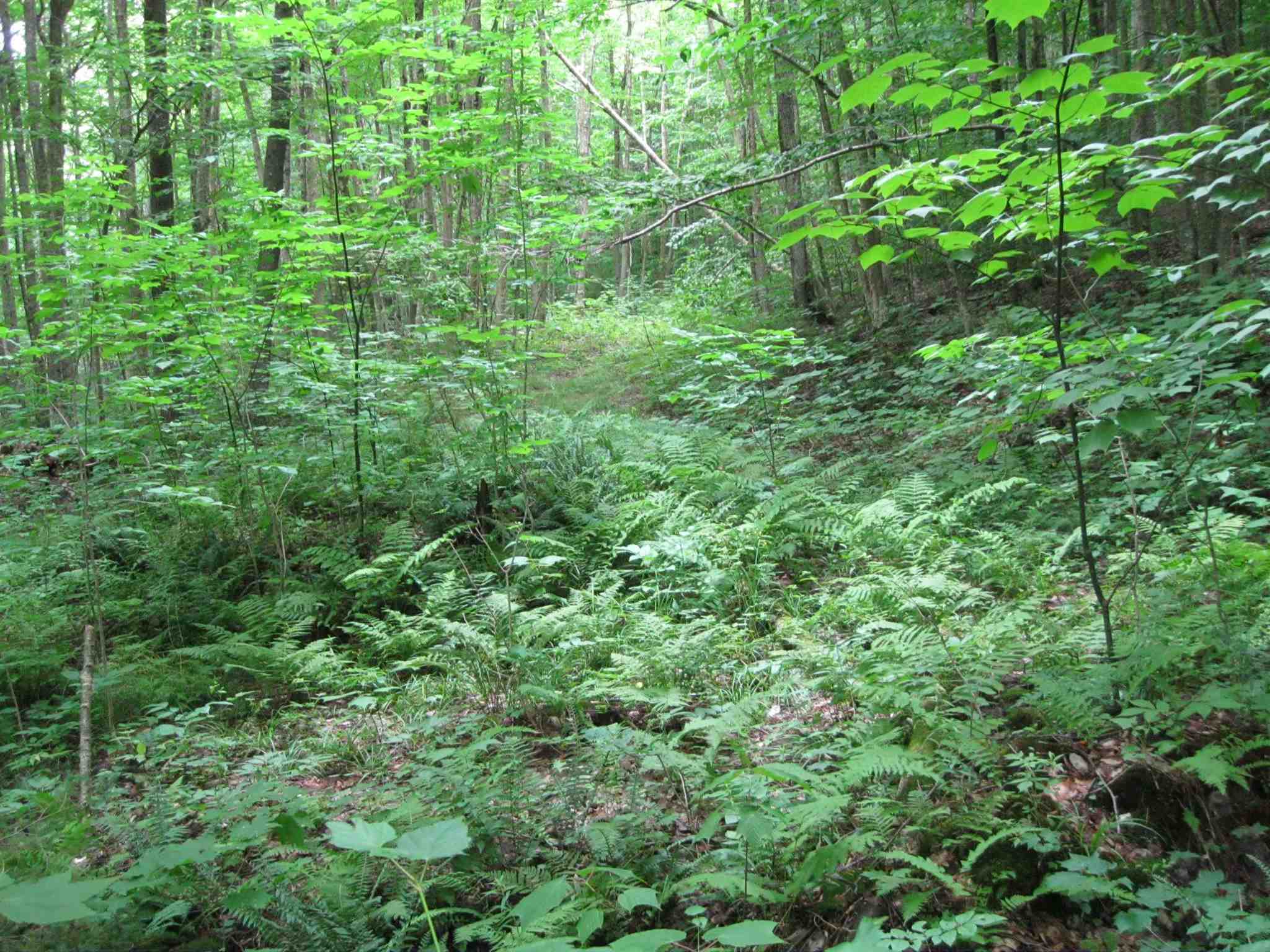0 Cresent Beach Extension Morgan, VT 05853 - Photo 5 of 7