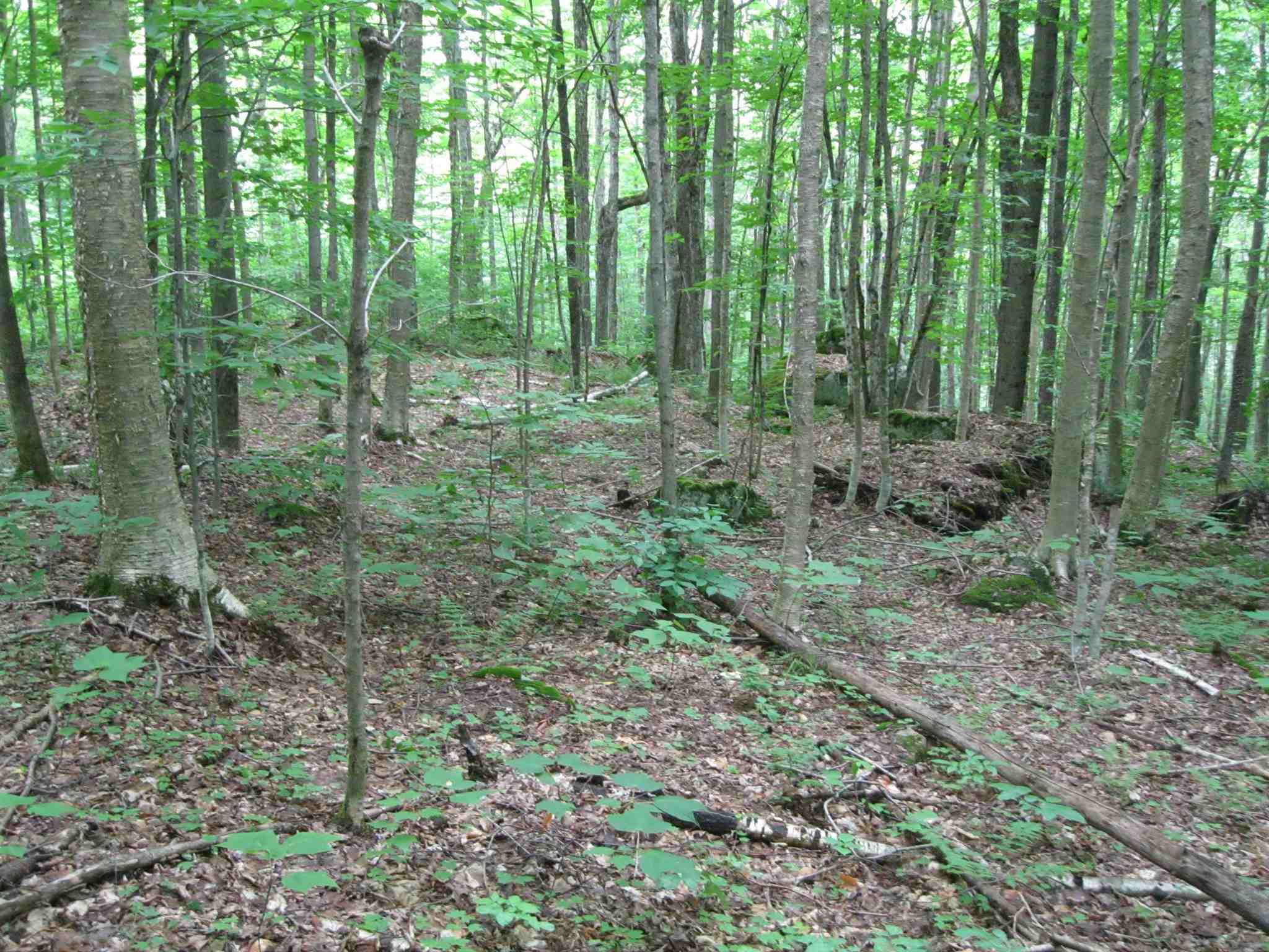 0 Cresent Beach Extension Morgan, VT 05853 - Photo 6 of 7