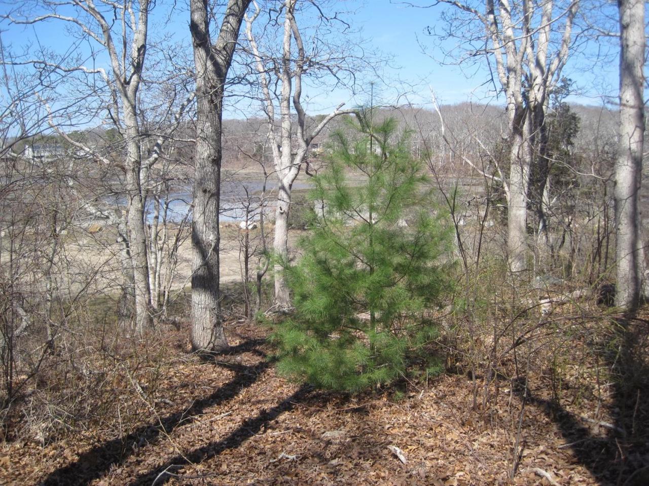a view of a yard