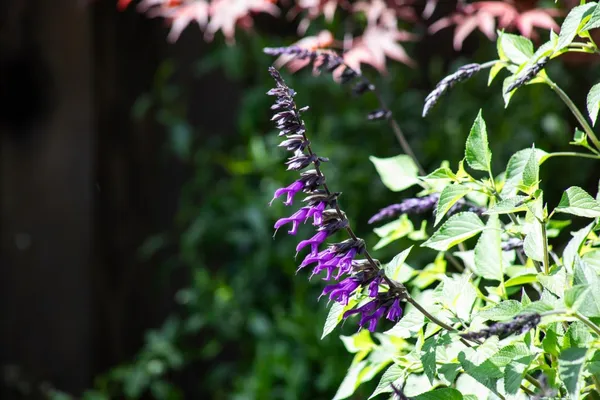 $4,850,000 | 384 Hawthorne Avenue, Los Altos, CA 94022