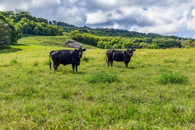 a view of a yard with a house