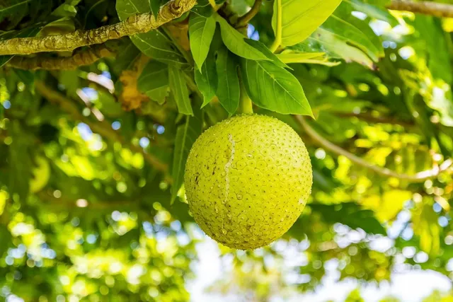 a view of a field with an ocean