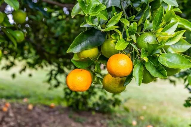 a view of a lake with a yard