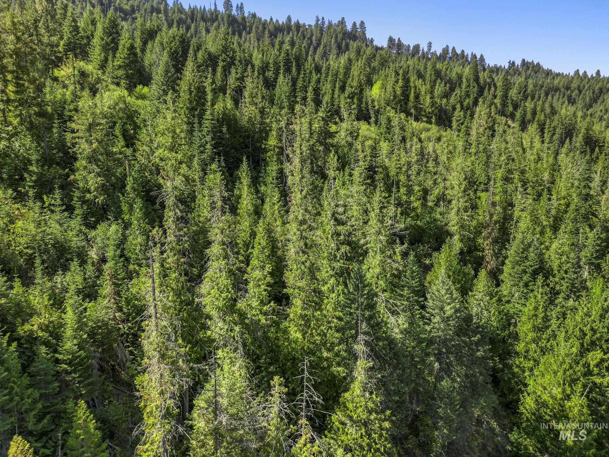 Nka Nka North Road Kendrick, ID 83537 - Photo 13 of 40 View of tree filled area