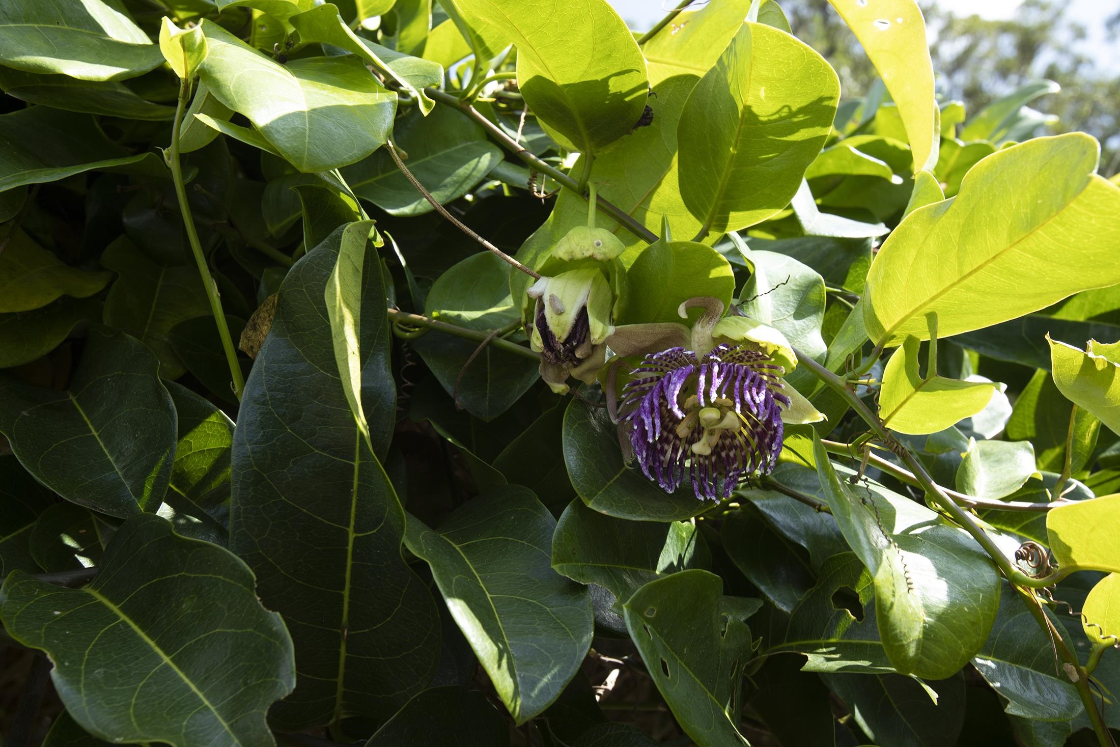 30 Mamao Place Haiku, HI 96708 - Photo 38 of 50 a close up of a plant in a garden