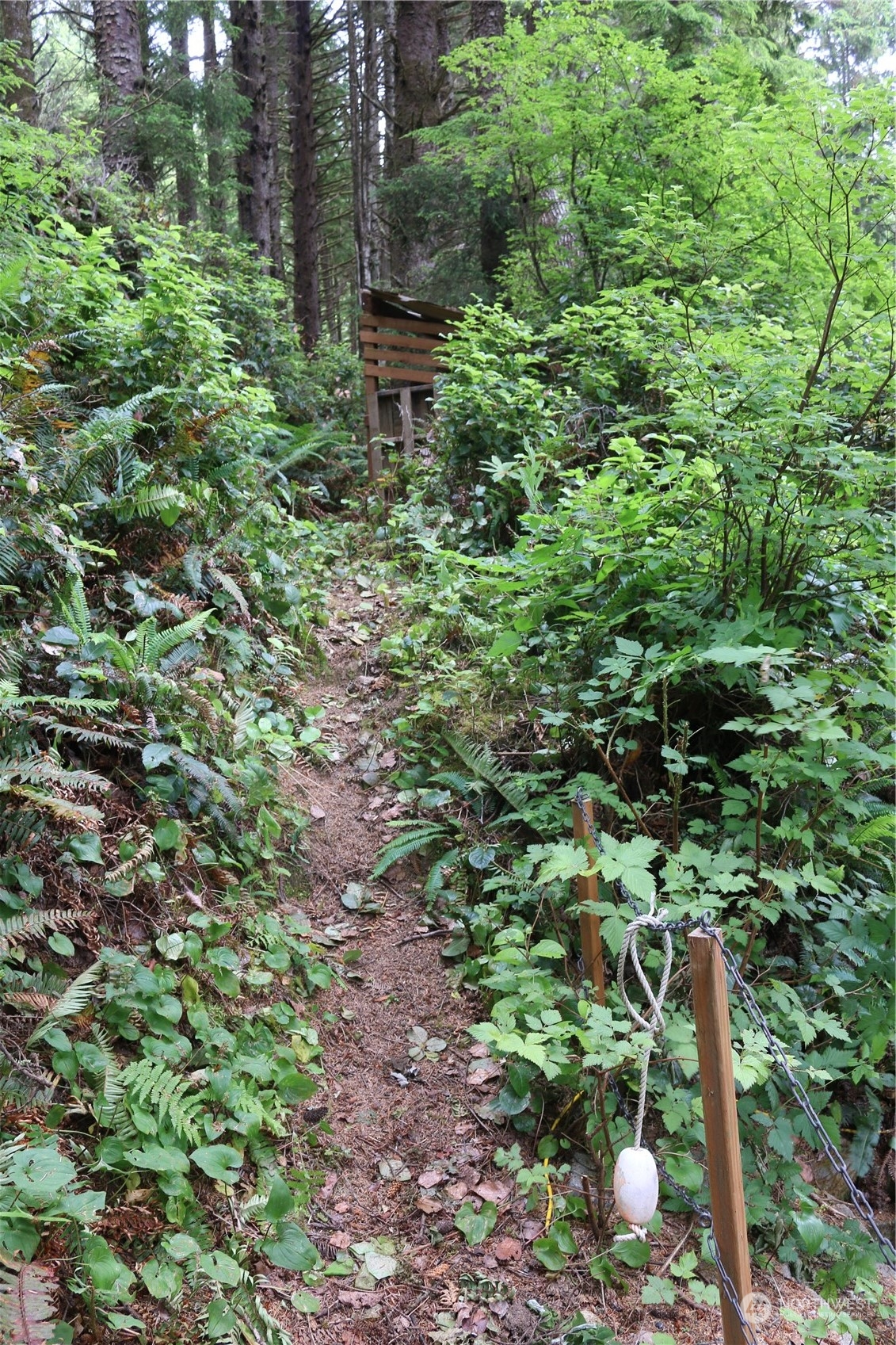 16 Ocean View Lane Copalis Beach, WA 98535 - Photo 26 of 39 a view of a plant in a garden