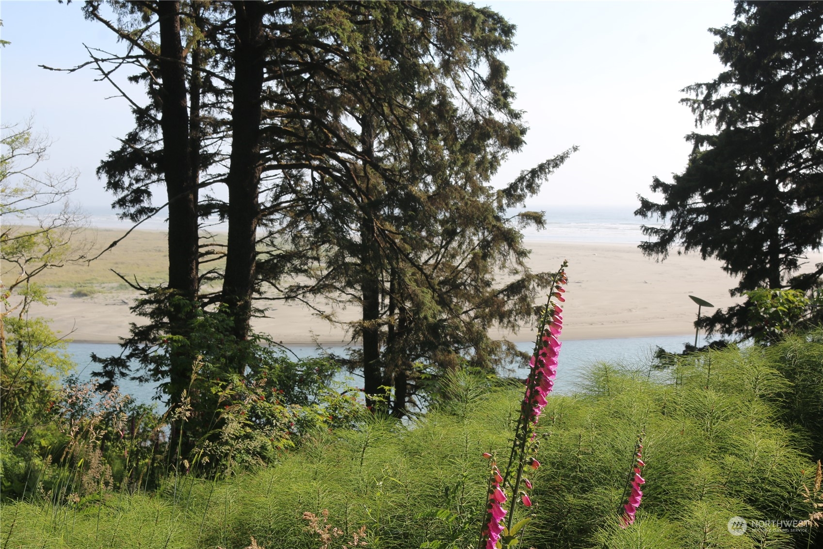 16 Ocean View Lane Copalis Beach, WA 98535 - Photo 28 of 39 a picture of flowers