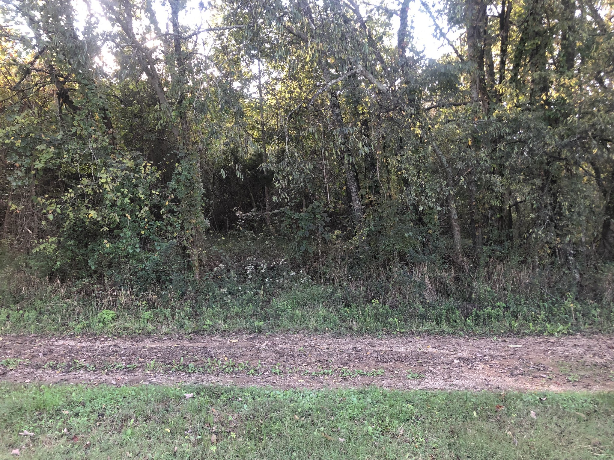 0 Ross Road Pulaski, TN 38478 - Photo 1 of 30 a view of outdoor space and yard