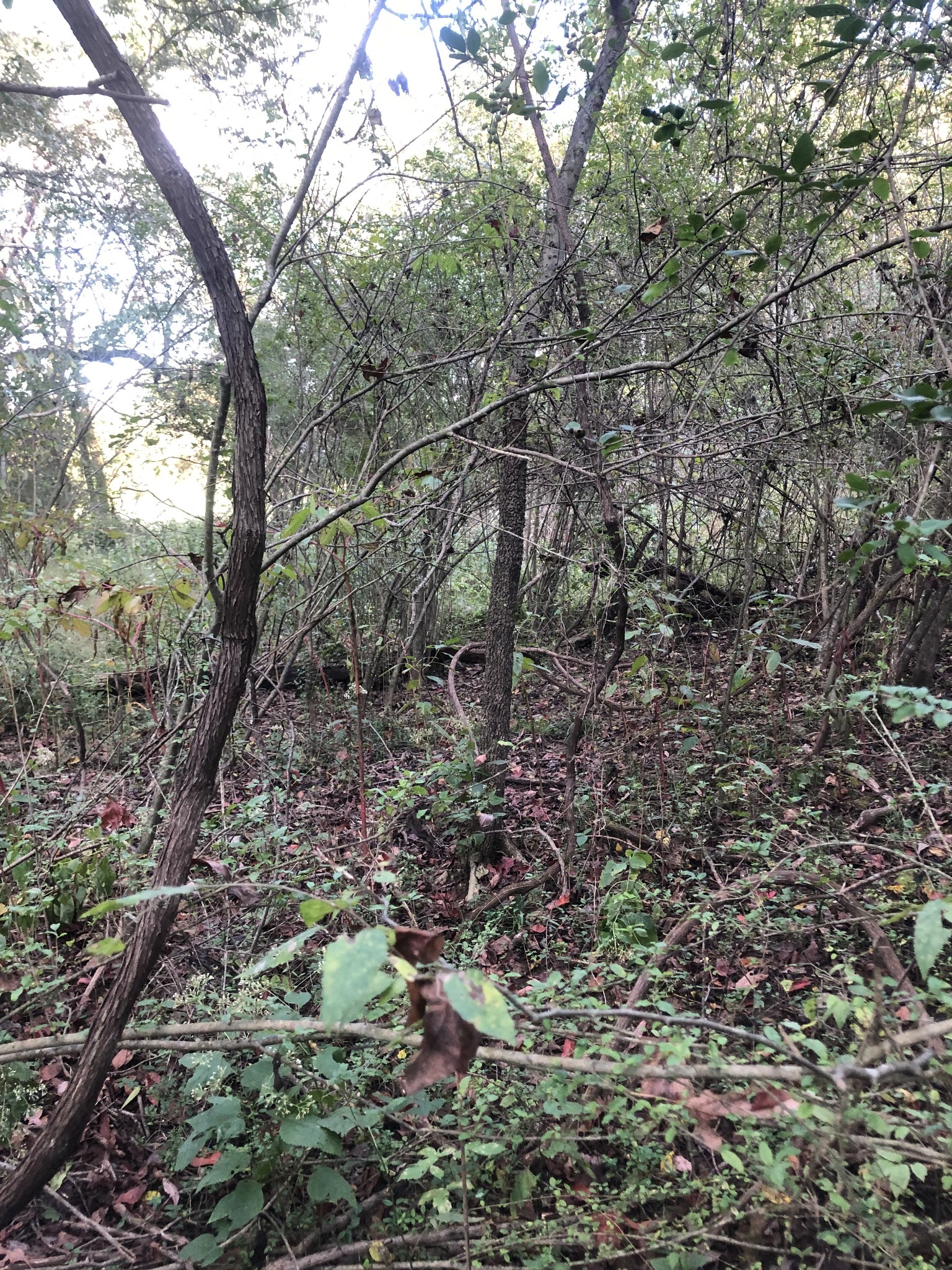 0 Ross Road Pulaski, TN 38478 - Photo 2 of 30 a view of a forest with lots of trees