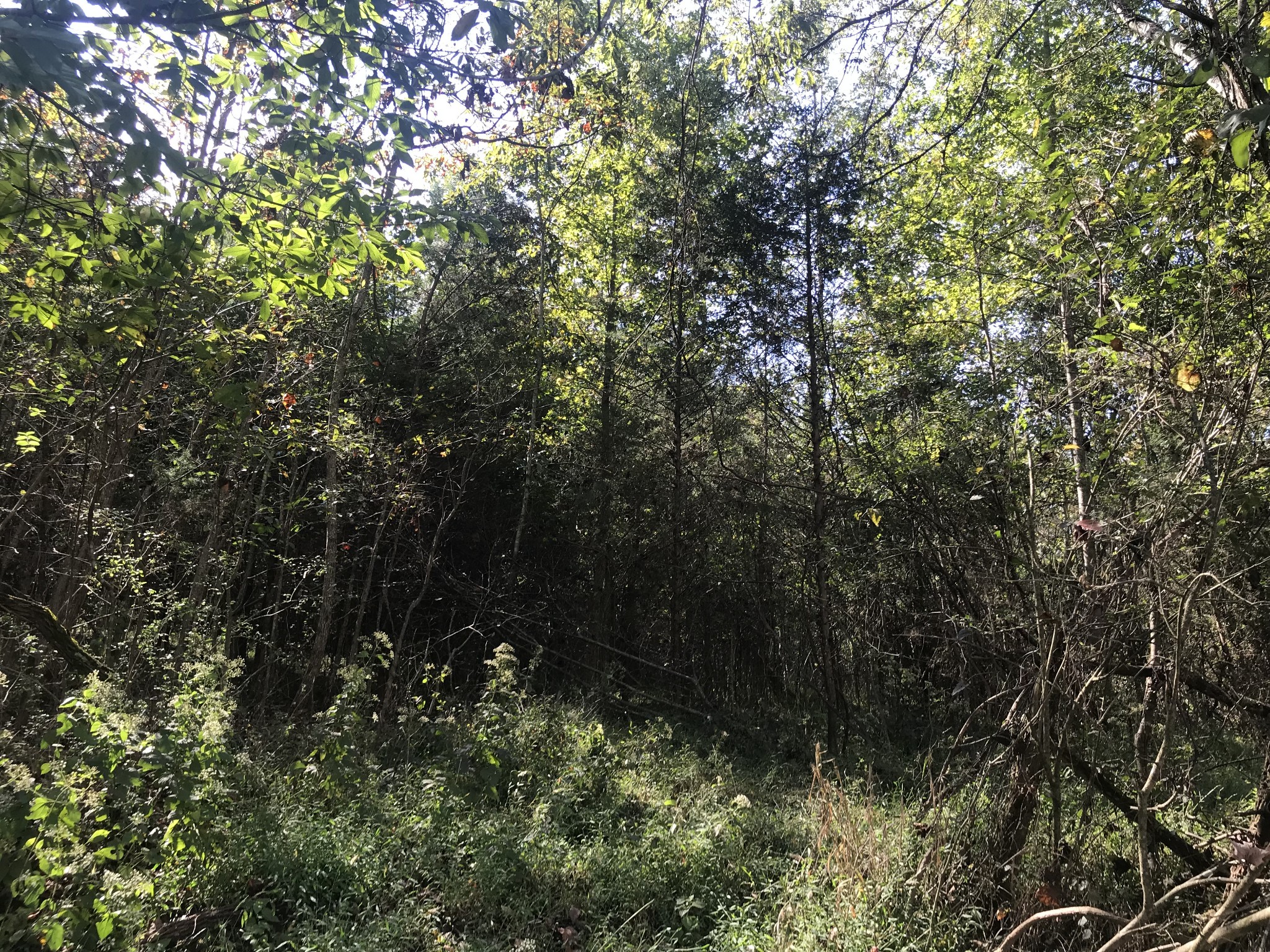 0 Ross Road Pulaski, TN 38478 - Photo 11 of 30 a view of forest