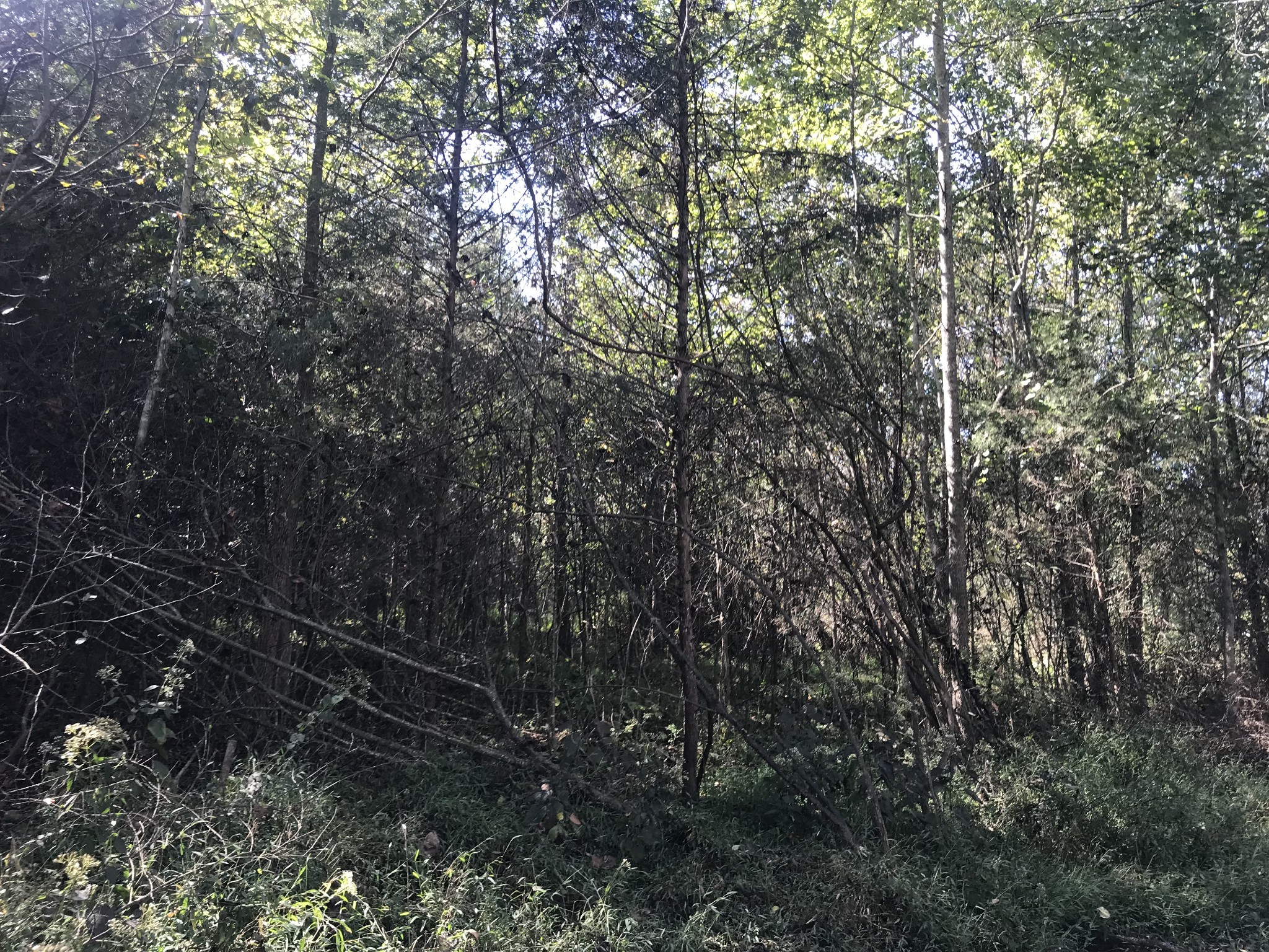 0 Ross Road Pulaski, TN 38478 - Photo 12 of 30 a view of forest