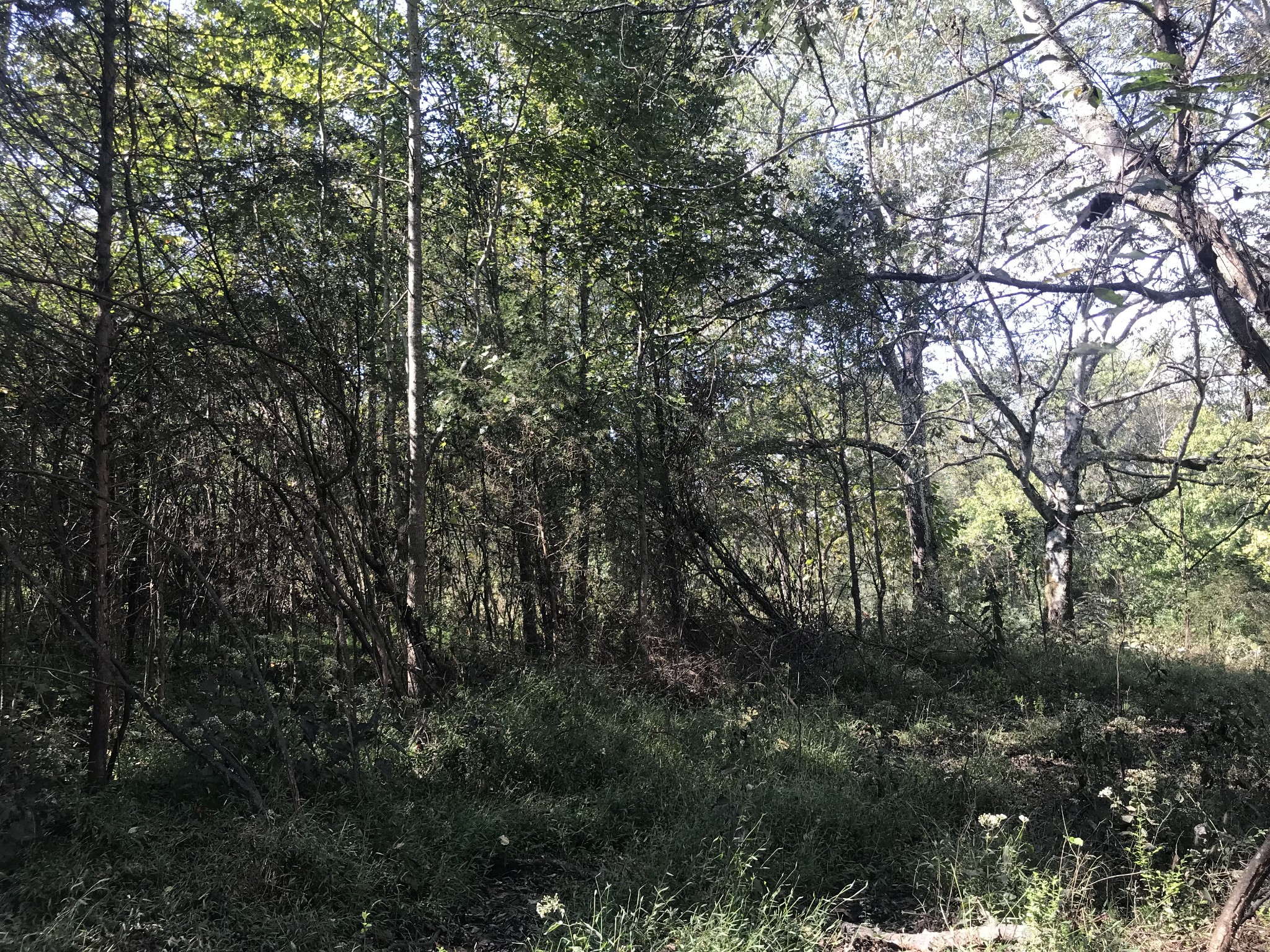 0 Ross Road Pulaski, TN 38478 - Photo 14 of 30 a view of forest