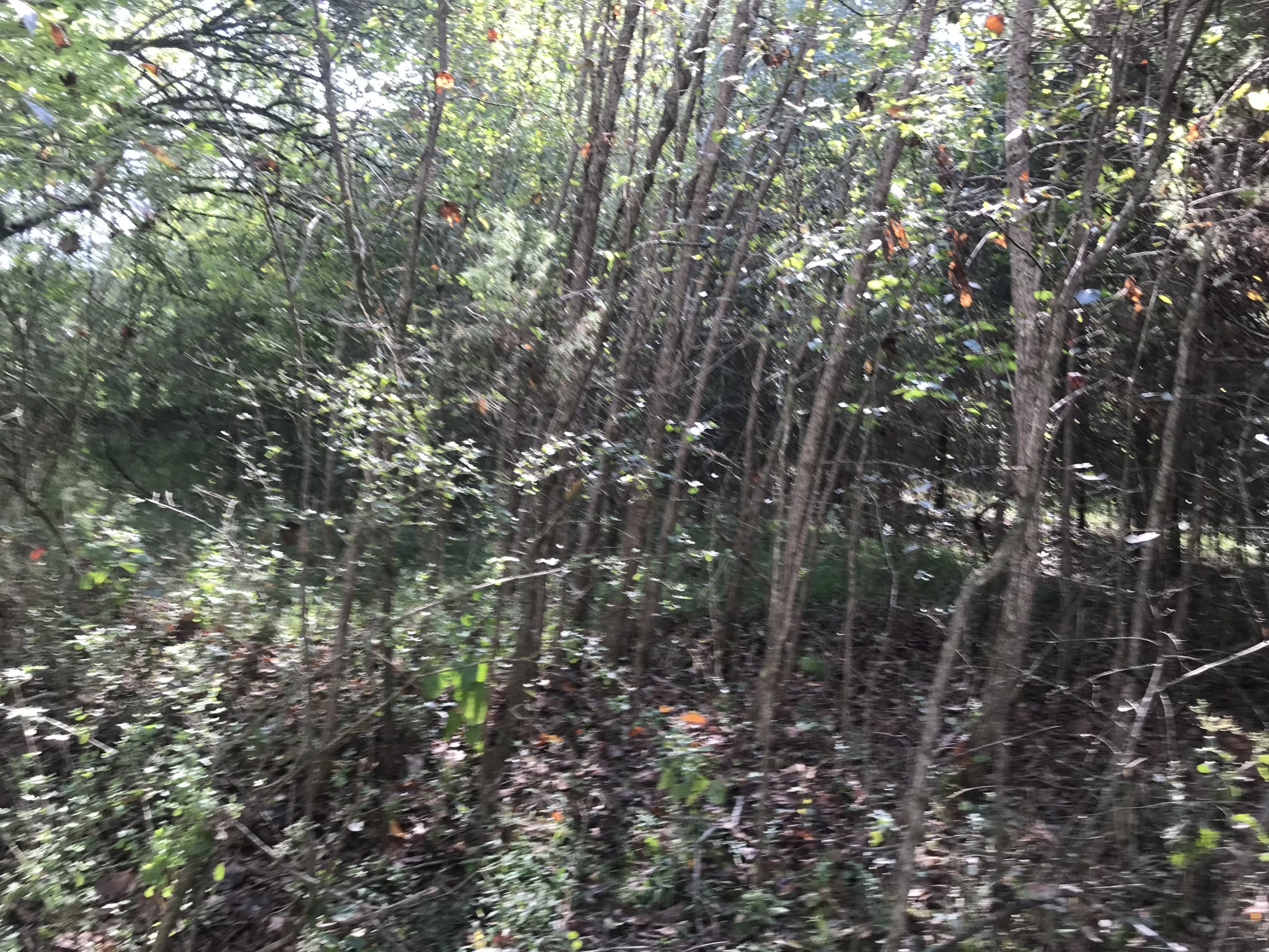 0 Ross Road Pulaski, TN 38478 - Photo 16 of 30 a view of forest