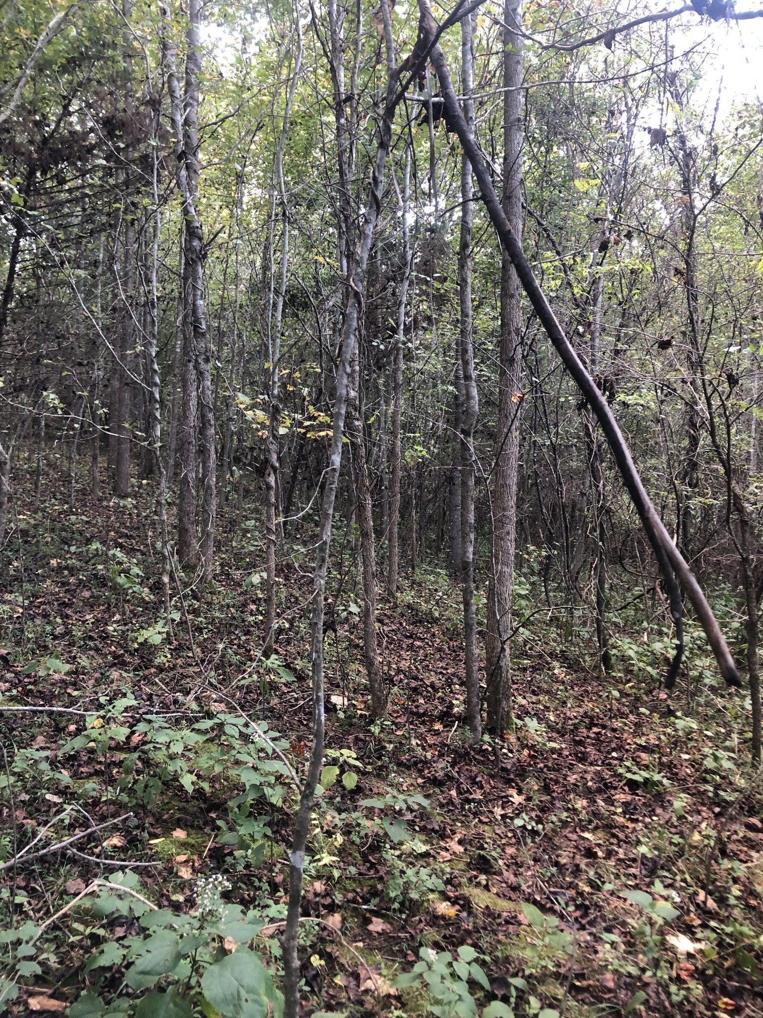 0 Ross Road Pulaski, TN 38478 - Photo 17 of 30 a view of a forest with a tree