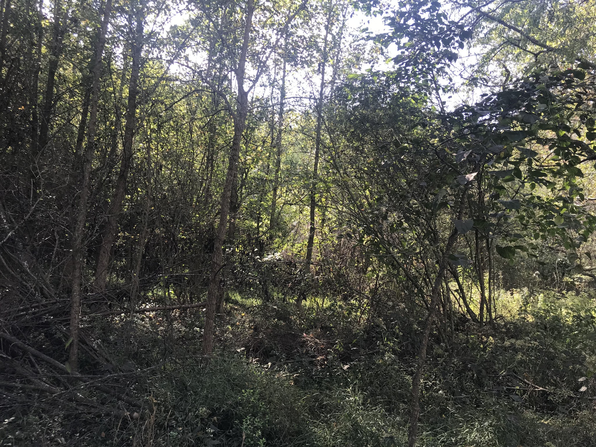 0 Ross Road Pulaski, TN 38478 - Photo 18 of 30 a view of forest