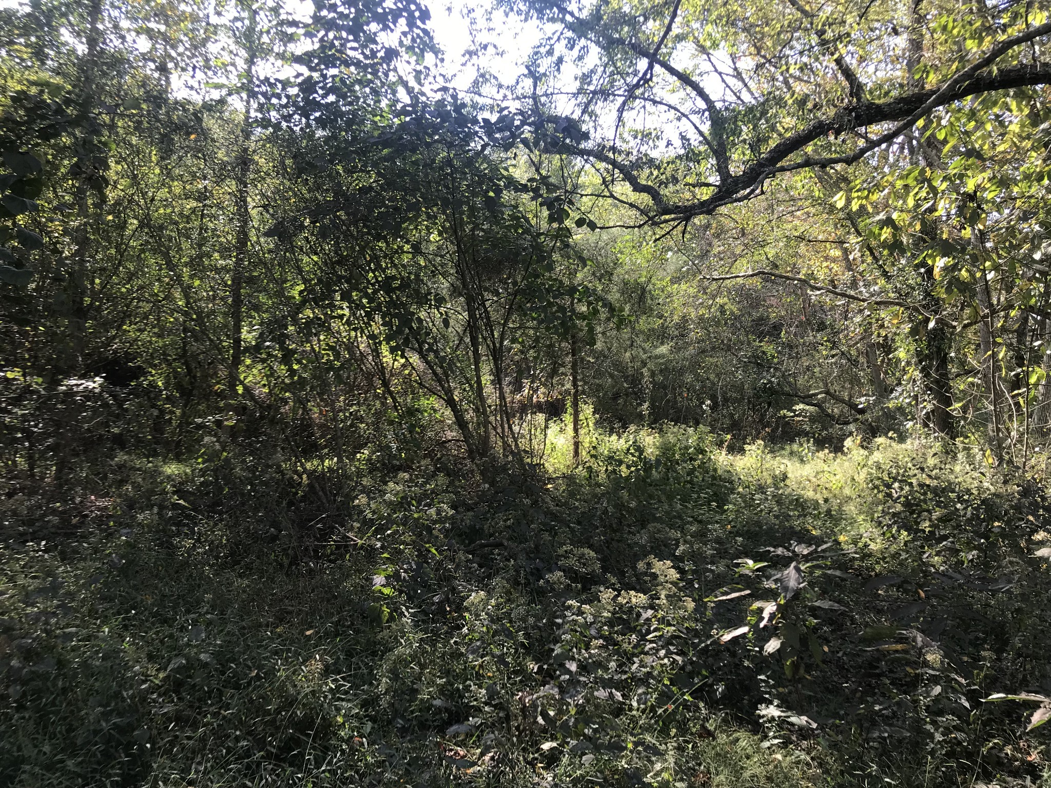 0 Ross Road Pulaski, TN 38478 - Photo 19 of 30 a view of forest