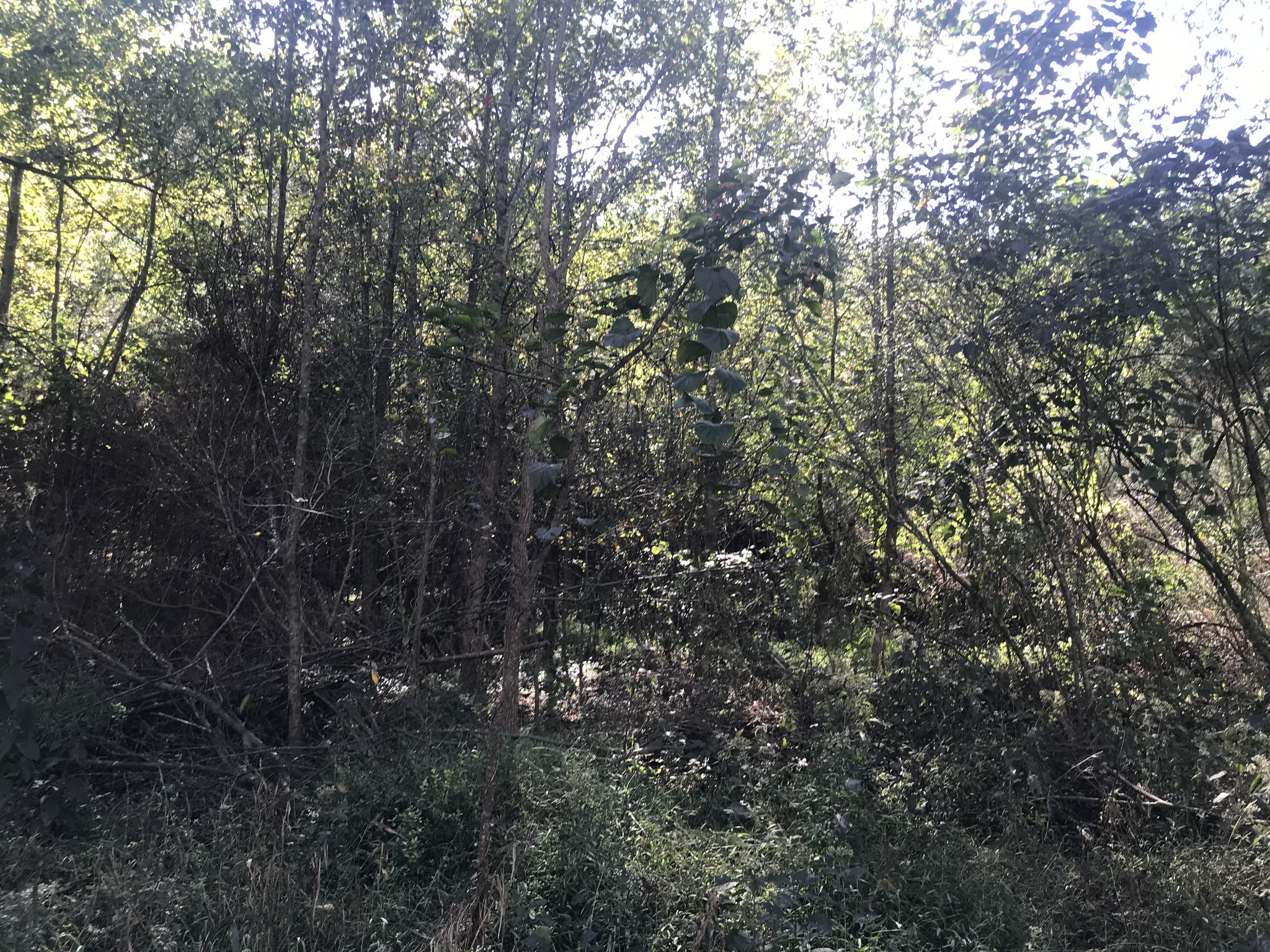 0 Ross Road Pulaski, TN 38478 - Photo 20 of 30 a view of forest
