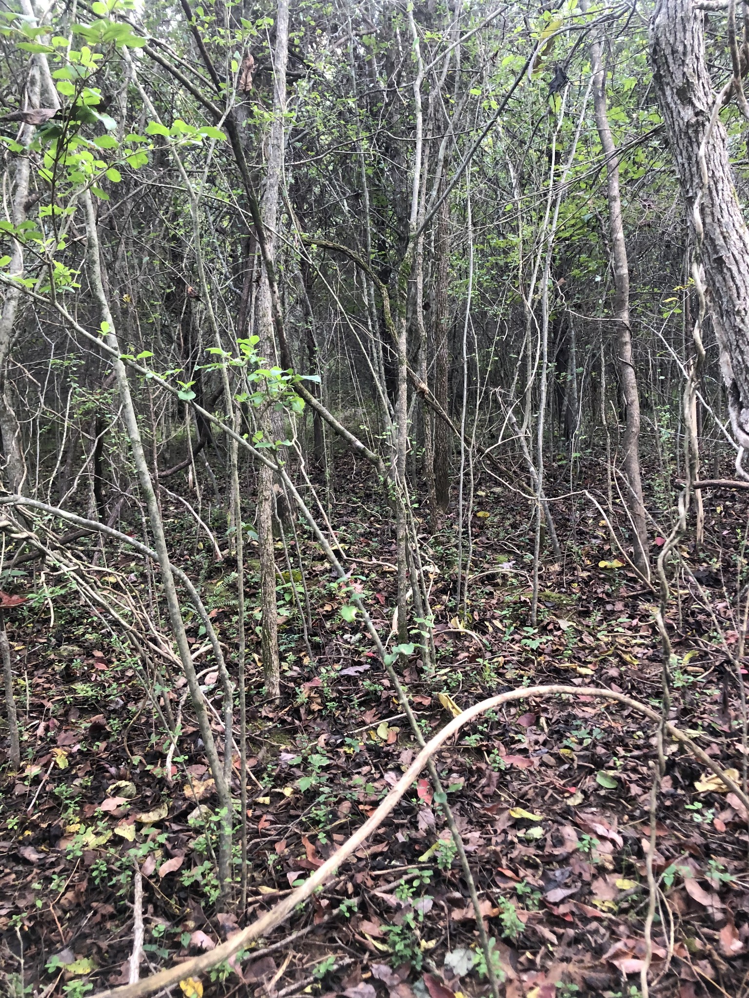 0 Ross Road Pulaski, TN 38478 - Photo 22 of 30 a picture of a tree