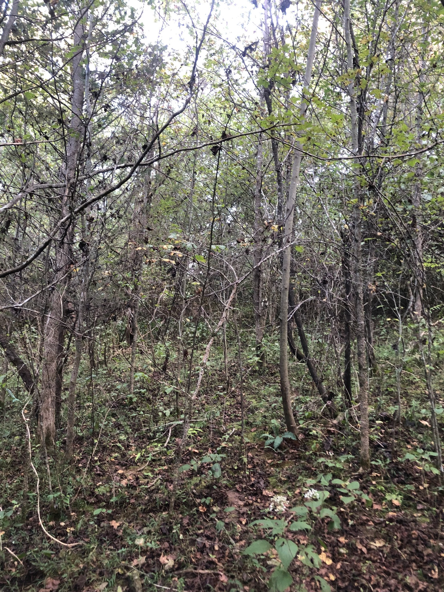0 Ross Road Pulaski, TN 38478 - Photo 23 of 30 a view of a yard with a tree