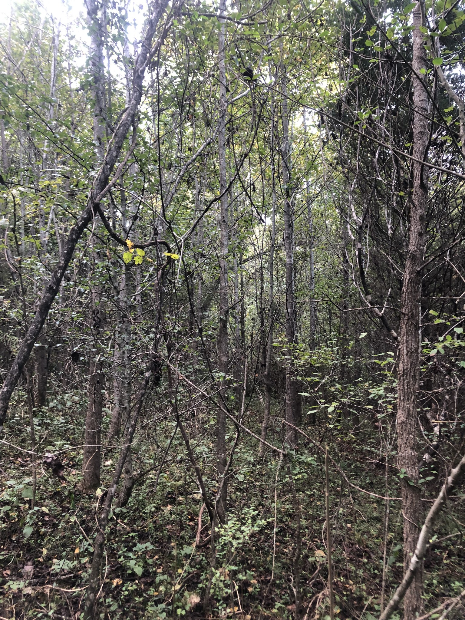 0 Ross Road Pulaski, TN 38478 - Photo 24 of 30 a picture of a tree