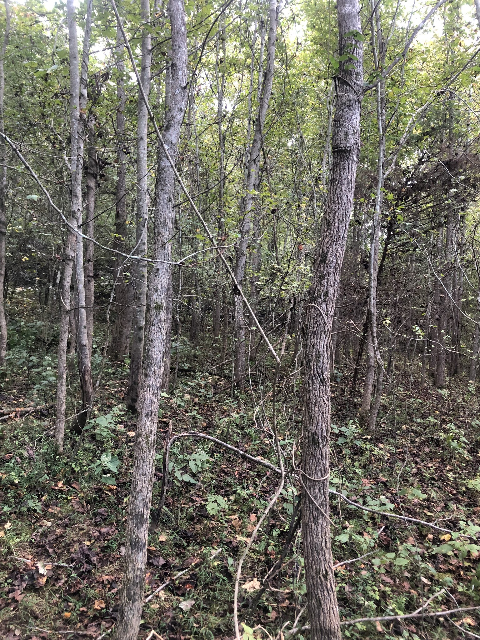 0 Ross Road Pulaski, TN 38478 - Photo 25 of 30 a view of a forest with lots of trees