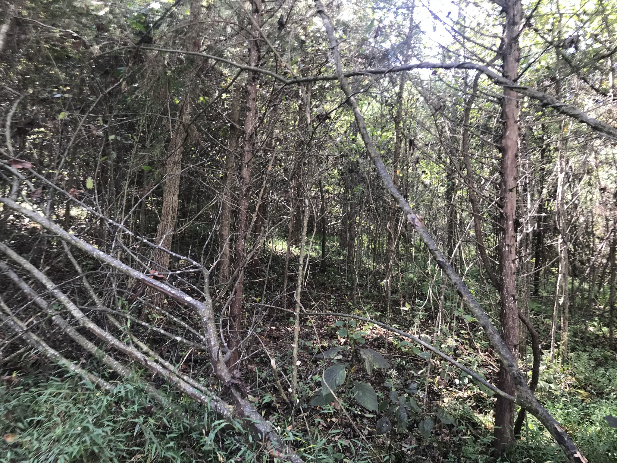 0 Ross Road Pulaski, TN 38478 - Photo 26 of 30 a view of forest
