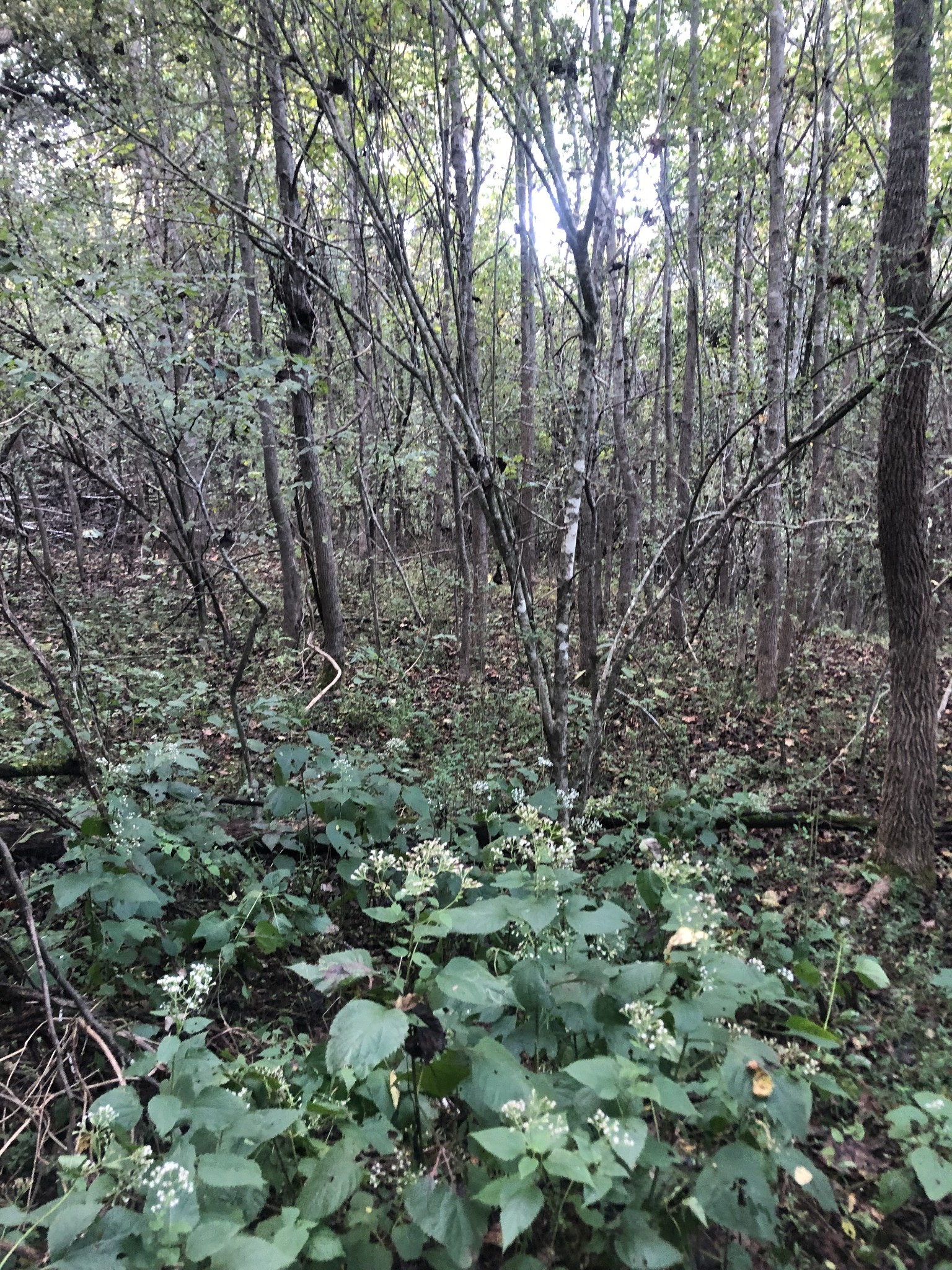 0 Ross Road Pulaski, TN 38478 - Photo 27 of 30 a view of a forest with trees