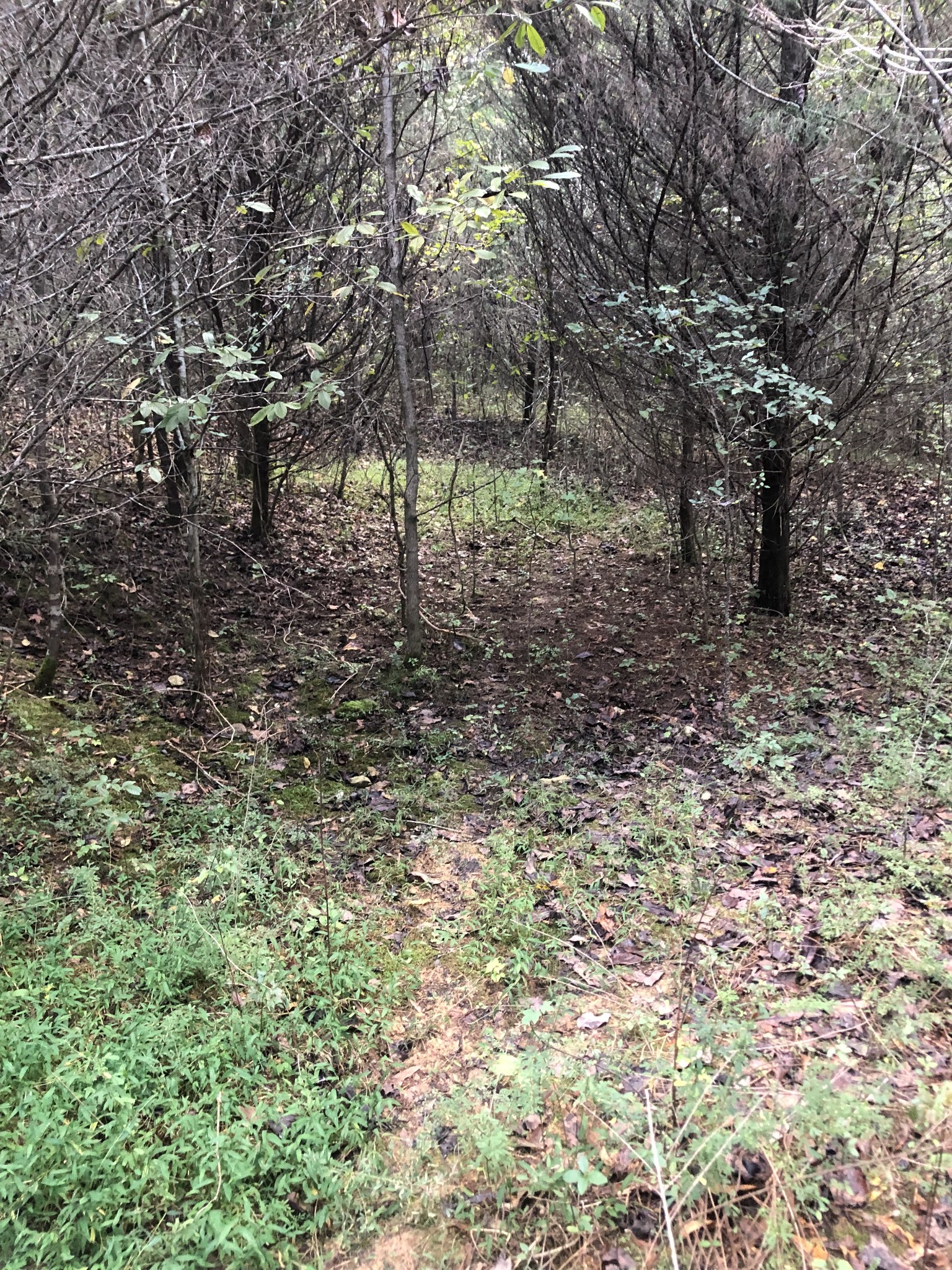 0 Ross Road Pulaski, TN 38478 - Photo 5 of 30 a view of a yard with a tree