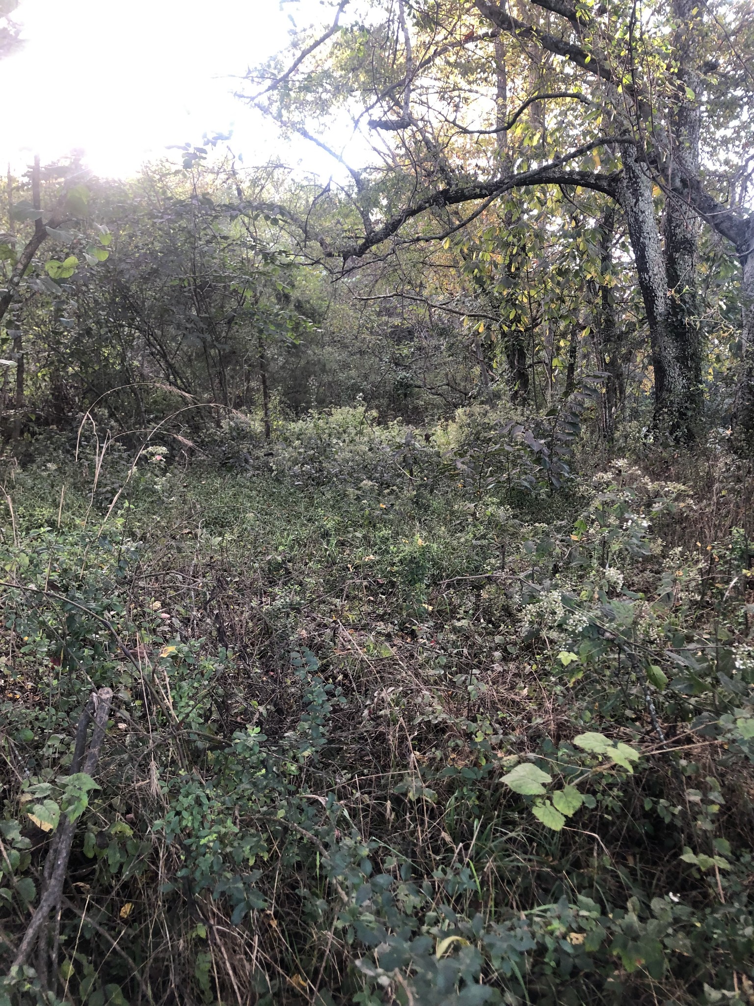 0 Ross Road Pulaski, TN 38478 - Photo 6 of 30 a view of a forest with a tree