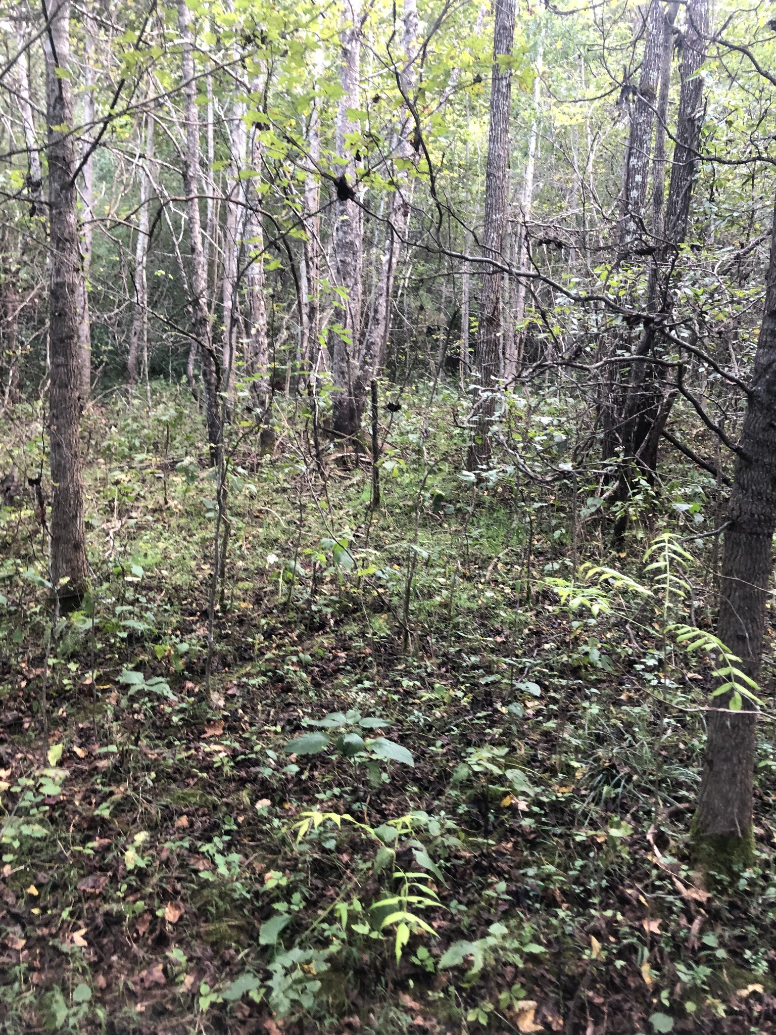 0 Ross Road Pulaski, TN 38478 - Photo 7 of 30 a view of lots of trees