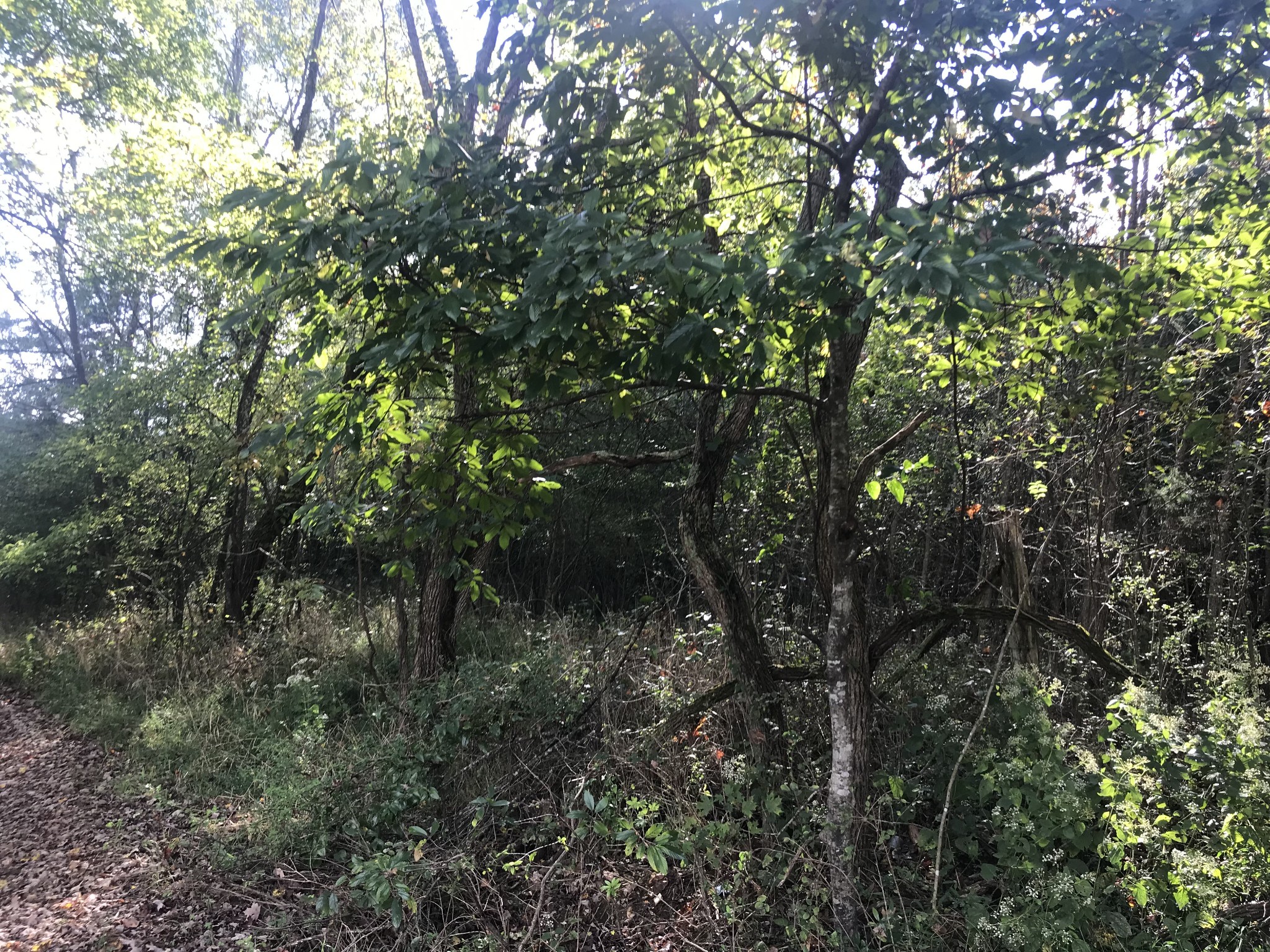 0 Ross Road Pulaski, TN 38478 - Photo 10 of 30 a view of a forest with lots of trees