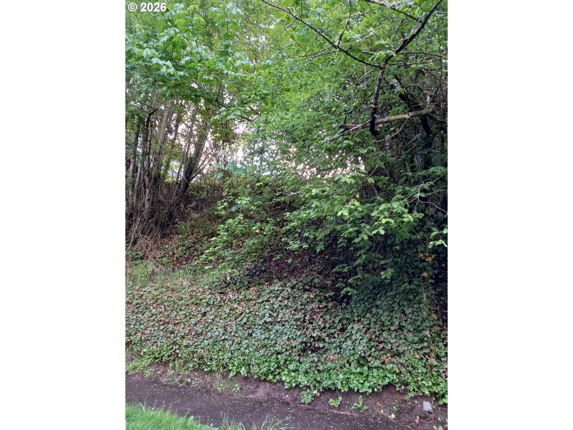 7433 South Kelly Avenue Portland, OR 97219 - Photo 1 of 1 a picture of a tree in a forest