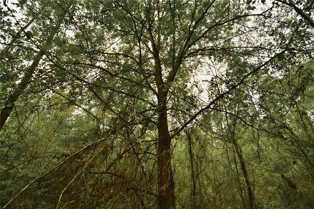 Sweet Gum Road Glen St. Mary, FL 32040 - Photo 30 of 44