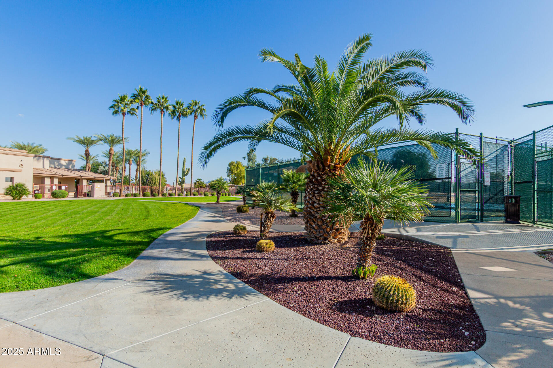 1475 East Riviera Drive Chandler, AZ 85249 - Photo 21 of 22 a view of a backyard with plants and palm trees